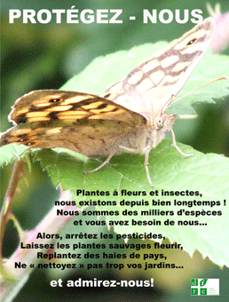 photo de papillon