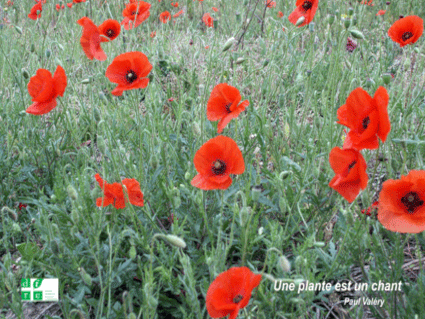 image de Coquelicots