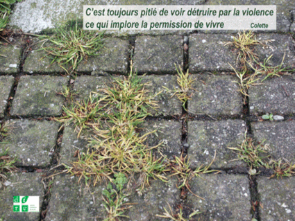 image de plante de trottoir